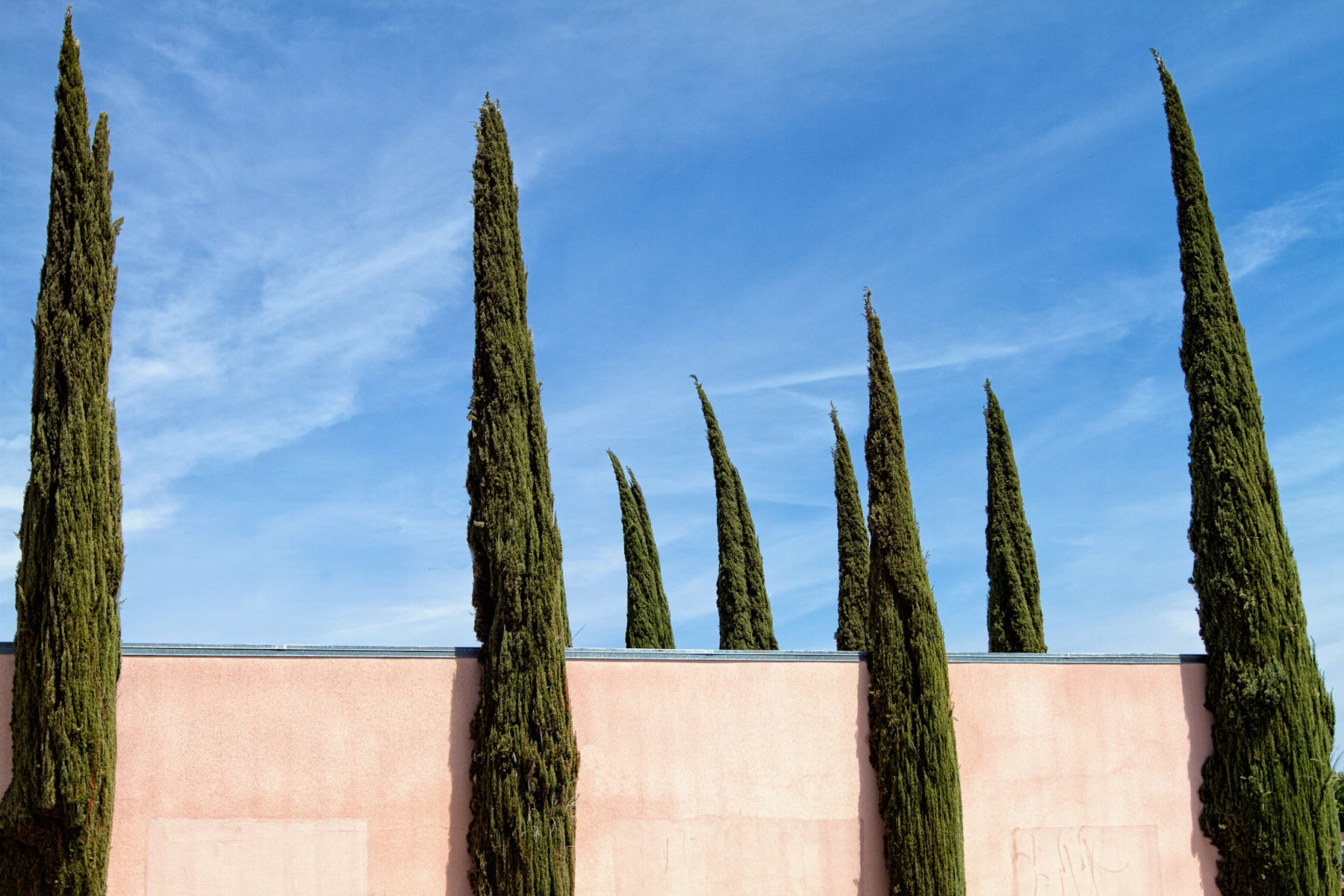 cyprustrees-copy